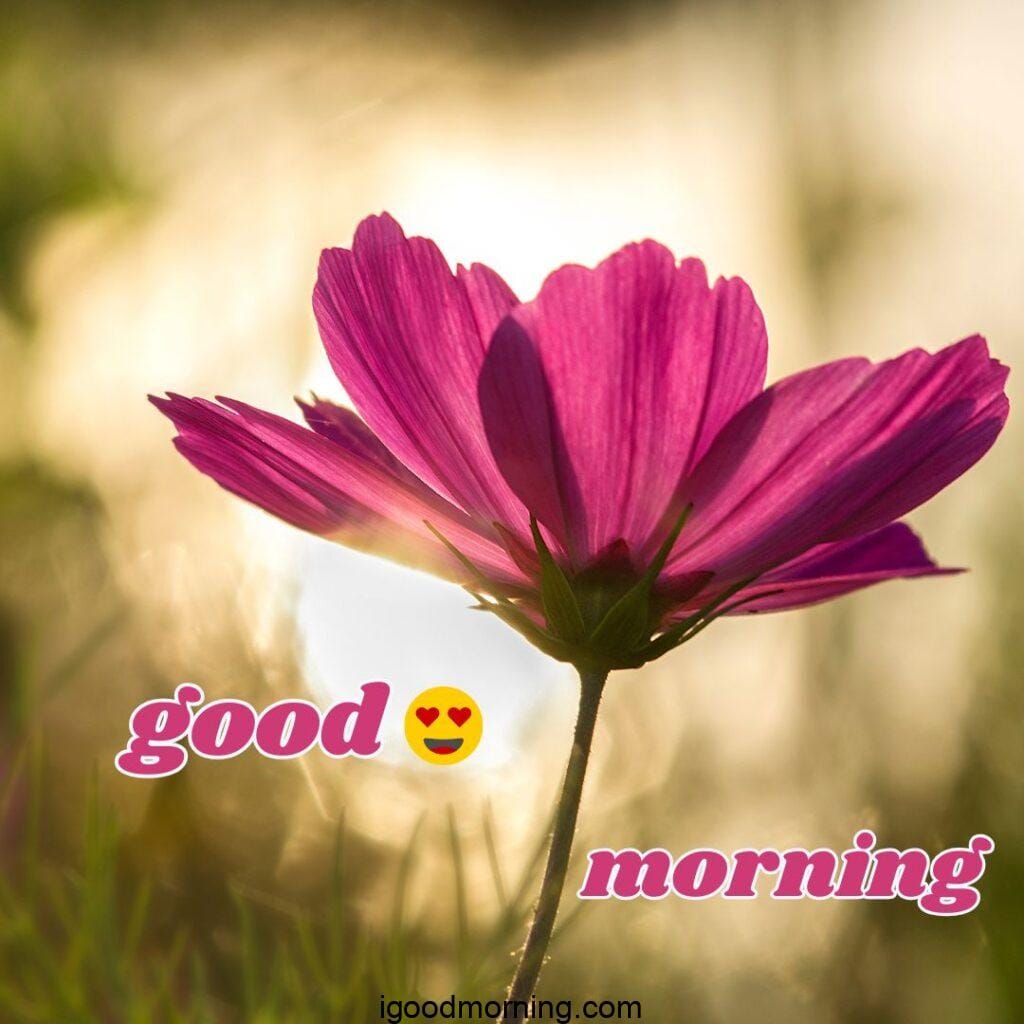 good morning images for whatsapp 19 Good Morning Images For Whatsapp