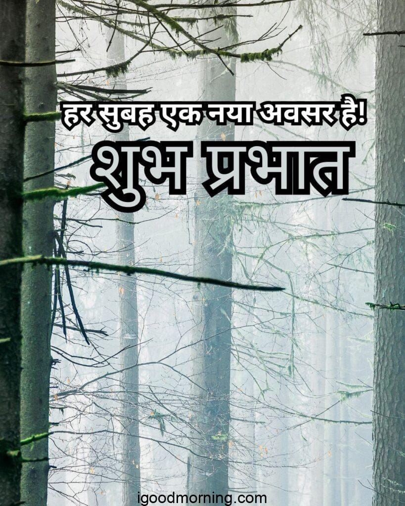 Good Morning Nature forest Images