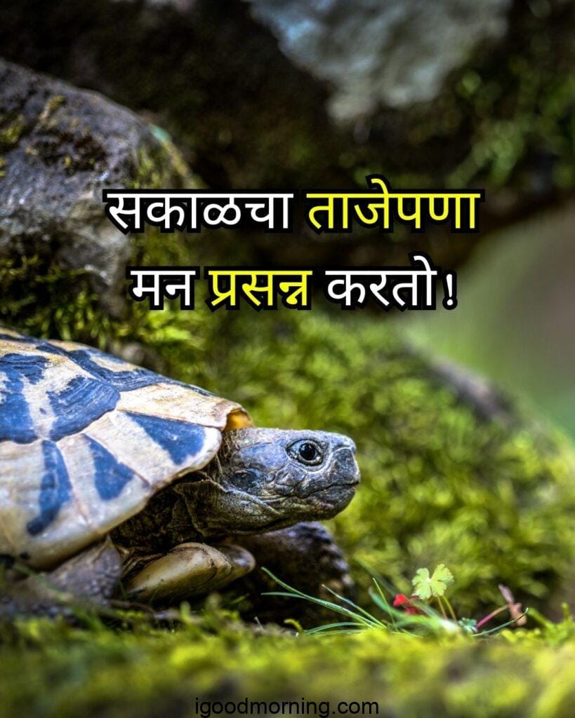 nature animal pictures