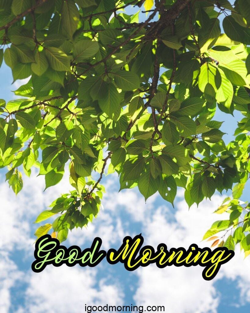 beautiful tree with green leaf