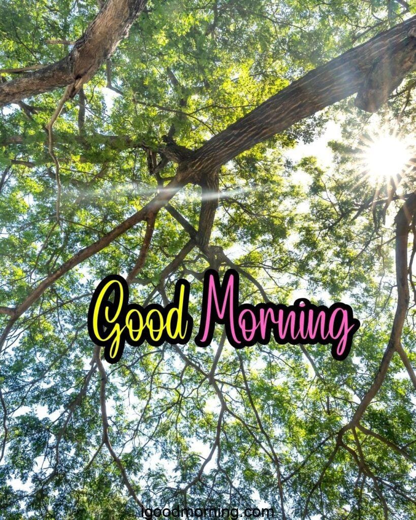 beautiful tree morning
