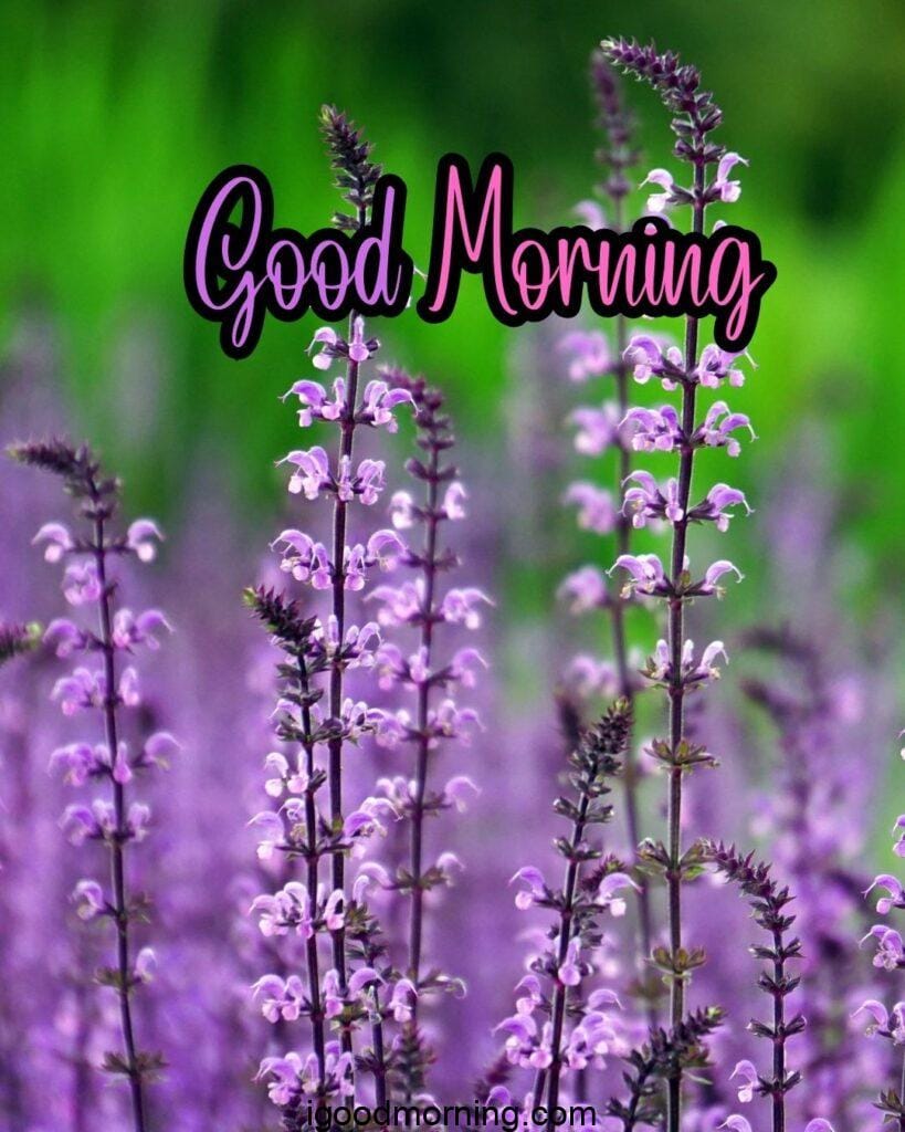 purple grass flowers good morning