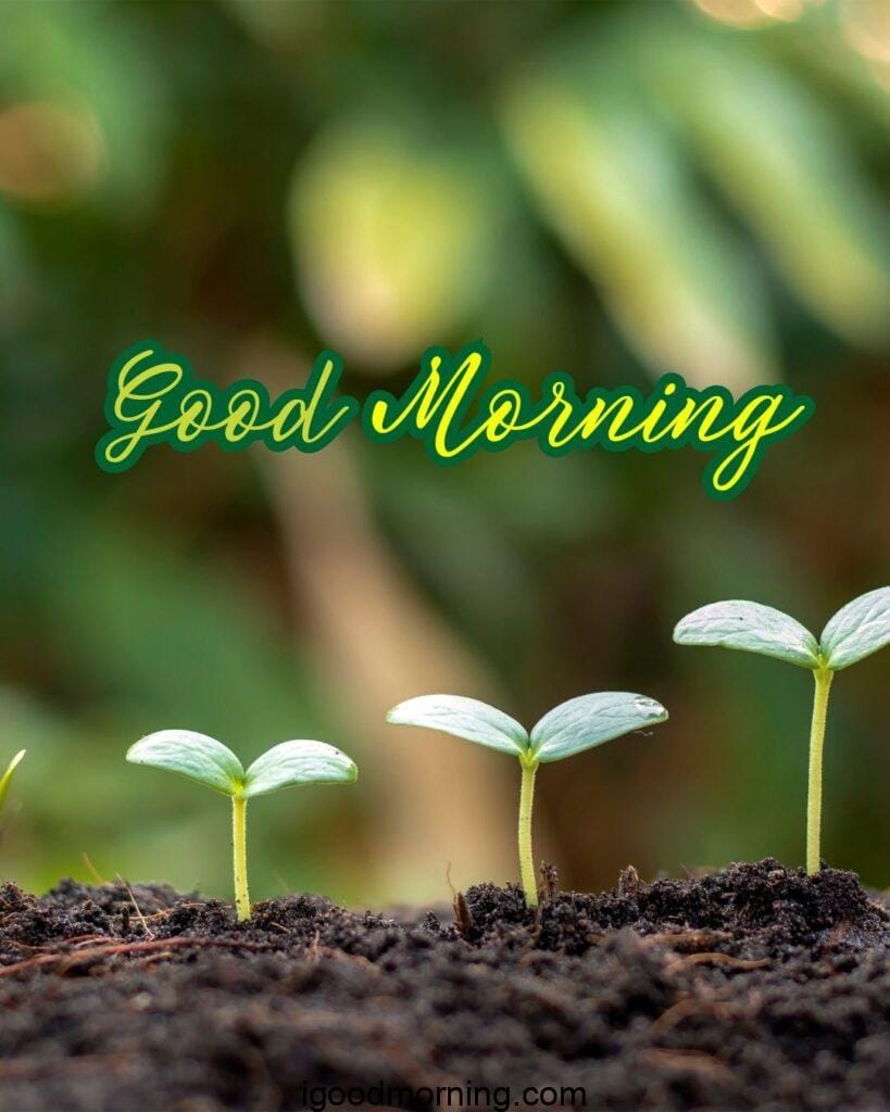 A bright morning scene with colorful wildflowers and soft sunlight filtering through trees, inviting a joyful day ahead.