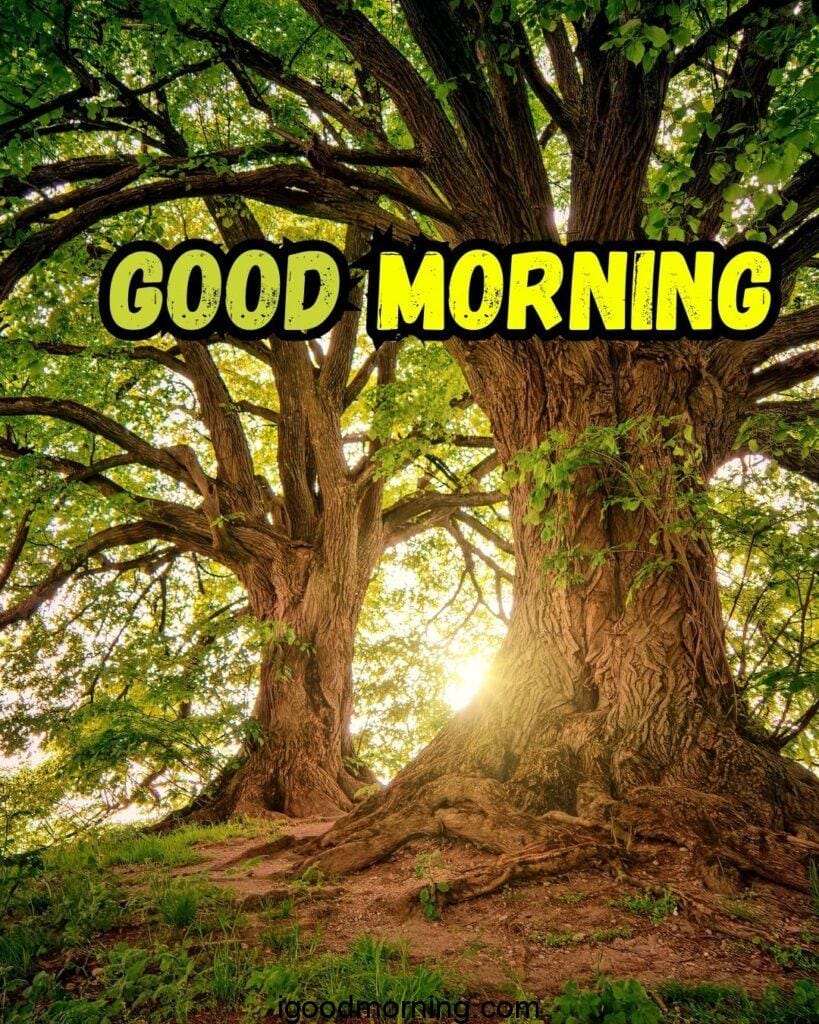 sunrise forest morning