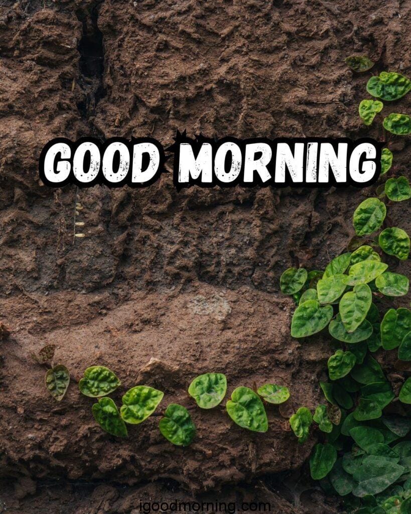 old wall and green leaf