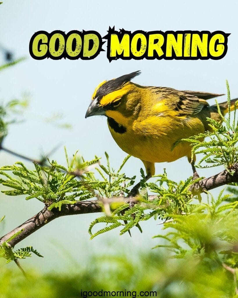 good morning nature images with bird