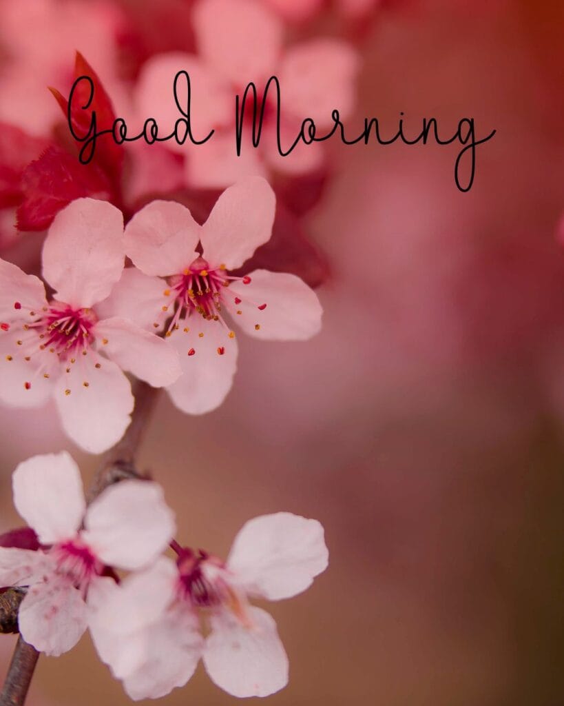 Delicate pink cherry blossoms with reddish centers fill the image. The words "Good Morning" are written in elegant script, conveying a serene, cheerful tone.