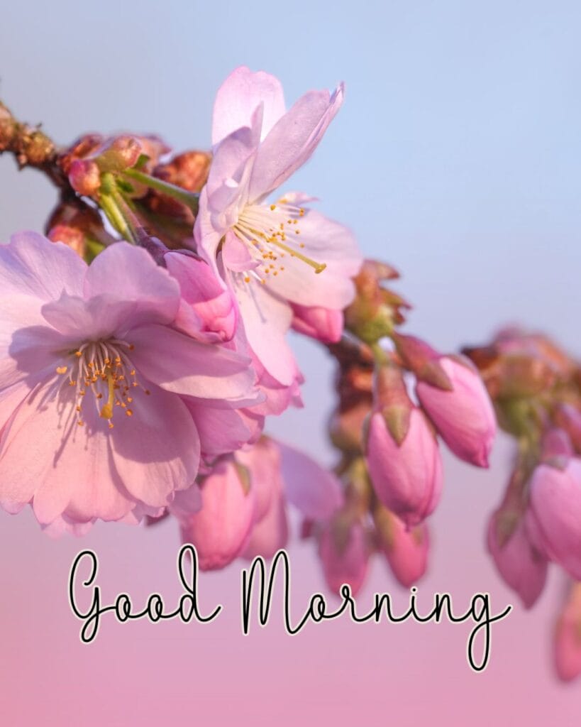 Pink cherry blossoms on a branch against a soft blue and pink sky, with "Good Morning" in elegant script overlaying the image. Peaceful and uplifting.