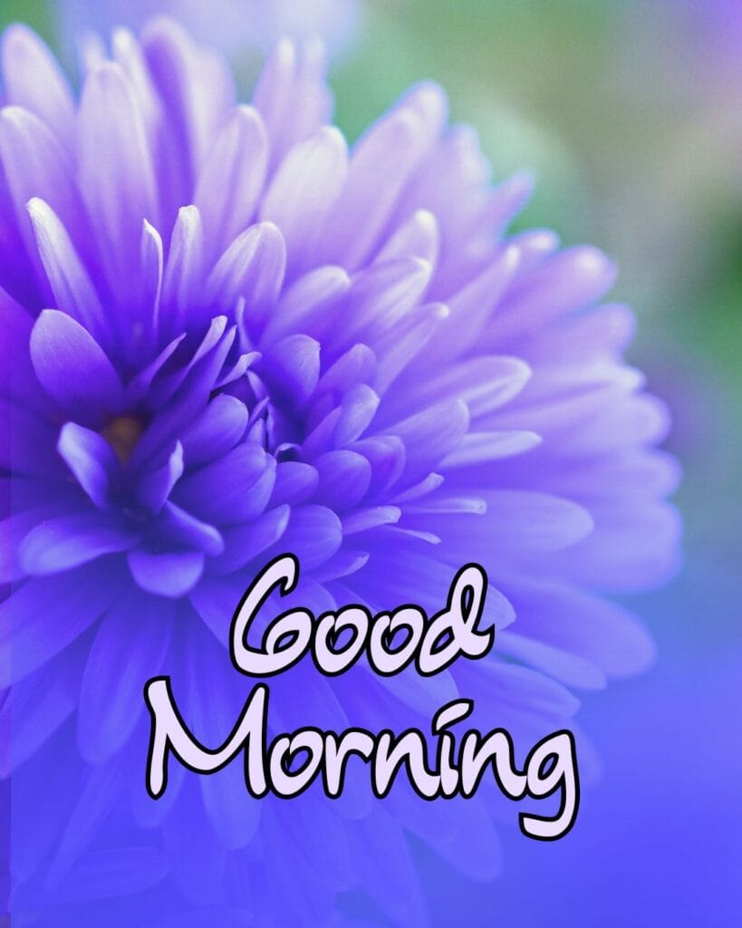 good morning flowers images hd