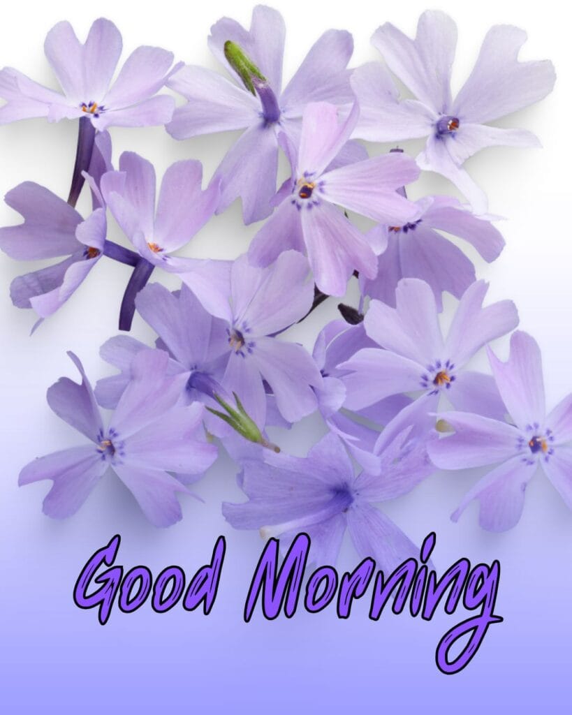 good morning flowers images for whatsapp