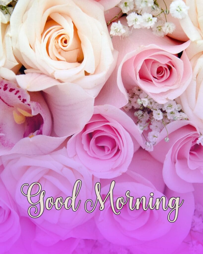 flower rose new beautiful good morning flowers images