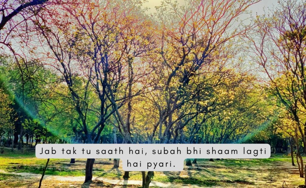 Sunlit trees with yellow and green leaves in a park create a serene atmosphere.