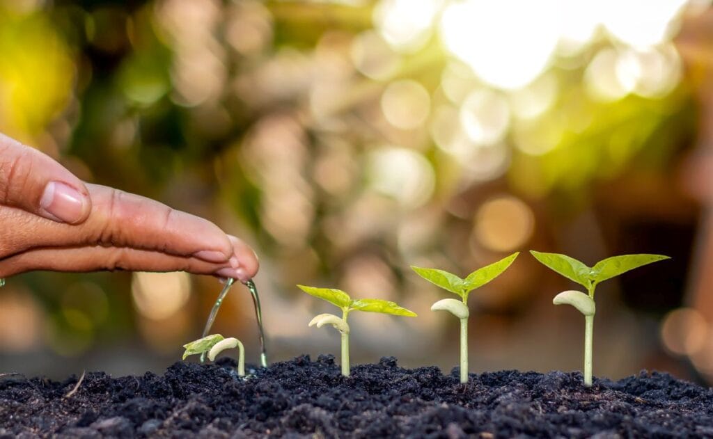A hand gently waters four small seedlings sprouting in dark soil under warm sunlight, symbolizing growth and nurturing in a serene, natural setting.
