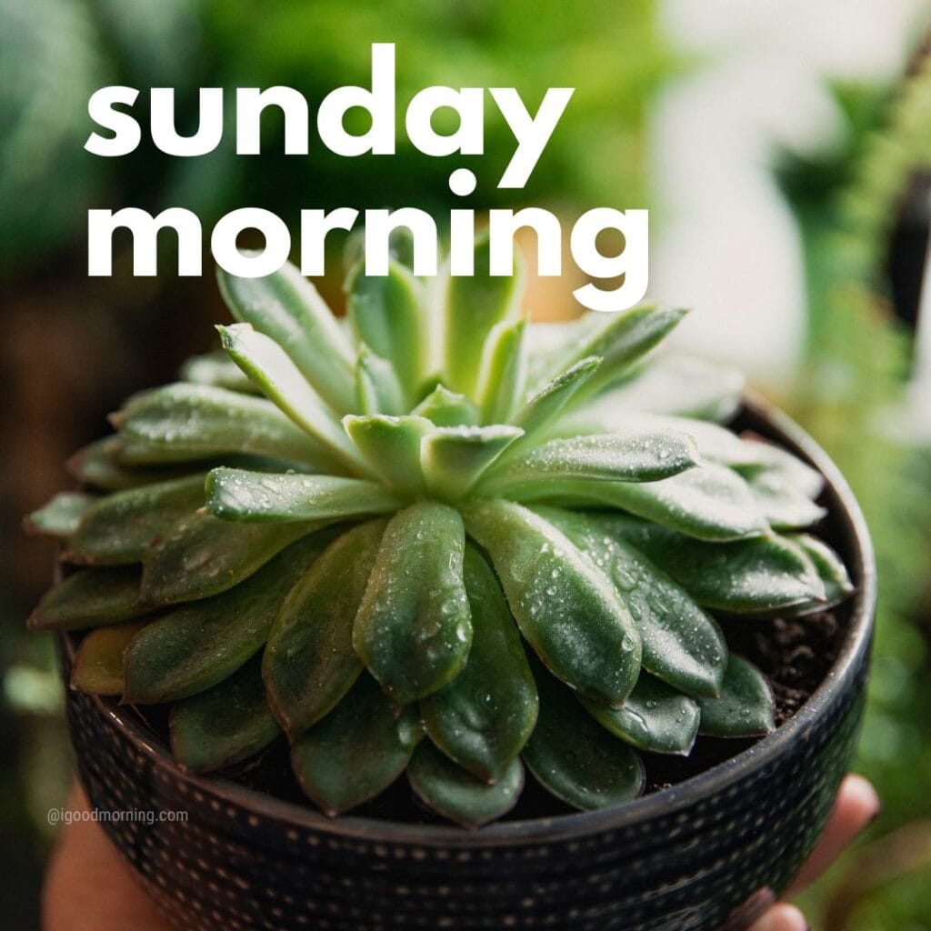 good morning happy sunday nature images