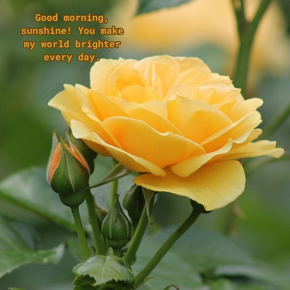 Sweet Good Morning Message for a Friend
